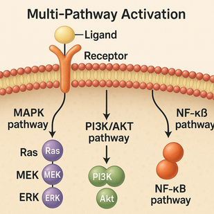 Multi-Pathway Activation